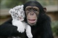 /album/galeria-de-fotos/macaco-chimpanze-e-o-tigre-branco-01-jpg/