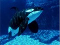 /album/galeria-de-fotos/orca-1-jpg/
