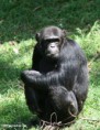 /album/galeria-de-fotos/chimpanze-jpg/