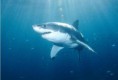 /album/galeria-de-fotos/tubarao-branco-foto-brian-j-sker-national-geographic-jpg/
